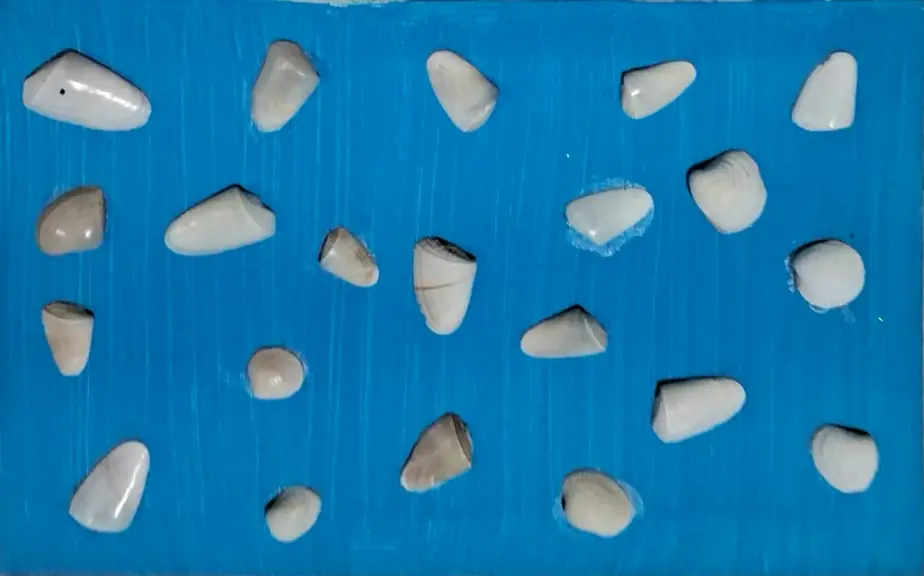 Conchas claras de diferentes formatos aplicadas sobre fundo azul.